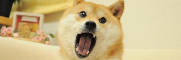 A close-up photo of a Shiba Inu dog with its mouth wide open in what appears to be a mid-bark or excited expression.