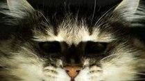 A close-up of a fluffy cat with a somber expression.