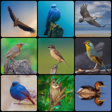 A three-by-three grid collage showing nine different colorful birds in various poses, including flying, perched, and swimming in different natural settings.