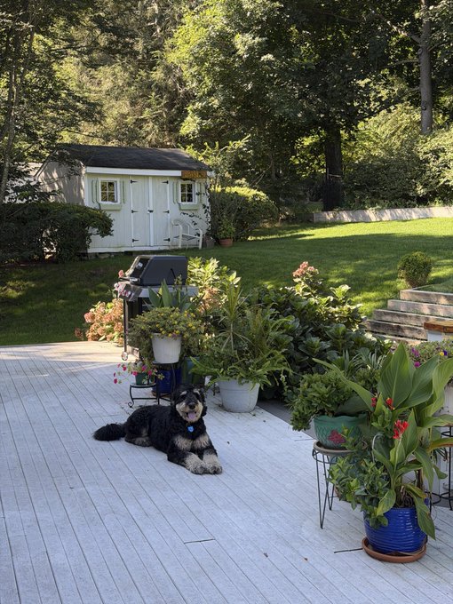 Photograph of a black and white dog lying on a wooden deck surrounded by potted plants, with a small shed and forest visible in the background.