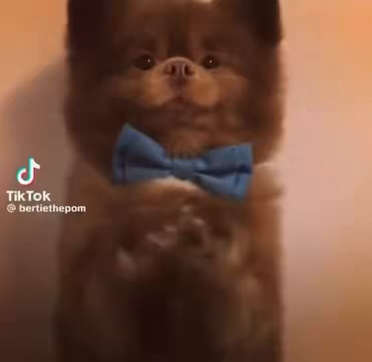 The image features a brown dog wearing a blue bow tie, standing against a white wall with its front paws raised high. The caption of the image includes the hashtag #BertieThePom, which might be related to the dog's appearance or the post where the photo was taken.
