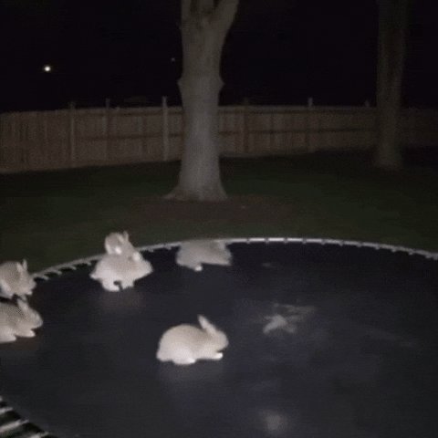 The image features a group of five bunnies sitting on top of a trampoline, with one bunny positioned at the center and four others surrounding it. The bunnies are facing different directions, creating an interesting scene as they appear to be interacting or playing together. The background includes a fence and trees, providing context for their location in a backyard setting.