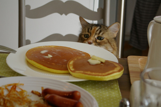 A curious tabby cat peeks over a dining table at a breakfast spread featuring a plate of golden pancakes topped with butter pats, accompanied by sausages and hash browns.