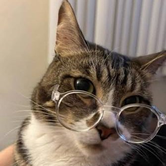 A close-up photo of a brown and white tabby cat wearing oversized, clear-framed round glasses, looking directly at the camera.