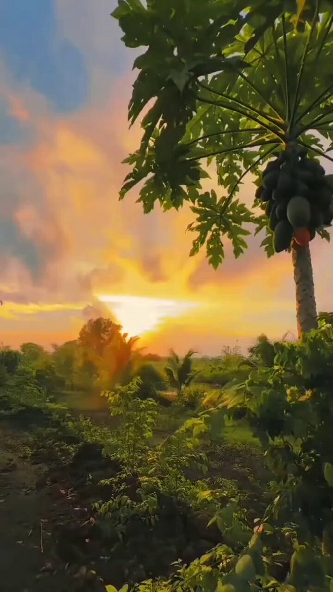 The image features a beautiful sunset over a field with trees, creating a serene atmosphere. The sun is setting behind the trees, casting a warm glow across the scene. In the foreground of the photo, there are two palm trees that add to the picturesque landscape. The sky above is filled with clouds and hues of orange and yellow, indicating that it's either early morning or late afternoon when the sun is low on the horizon.

The image also includes a caption that reads "GM fam 𝕏 Tuần mới lại bắt đầu rồi chúc cả nhà luôn giữ lửa, giữ kỷ luật và giữ nụ cười trên hãy tập trung vào những việc có thể làm thật tốt hôm nay. Focus on the sunset and its impact on the overall scene."