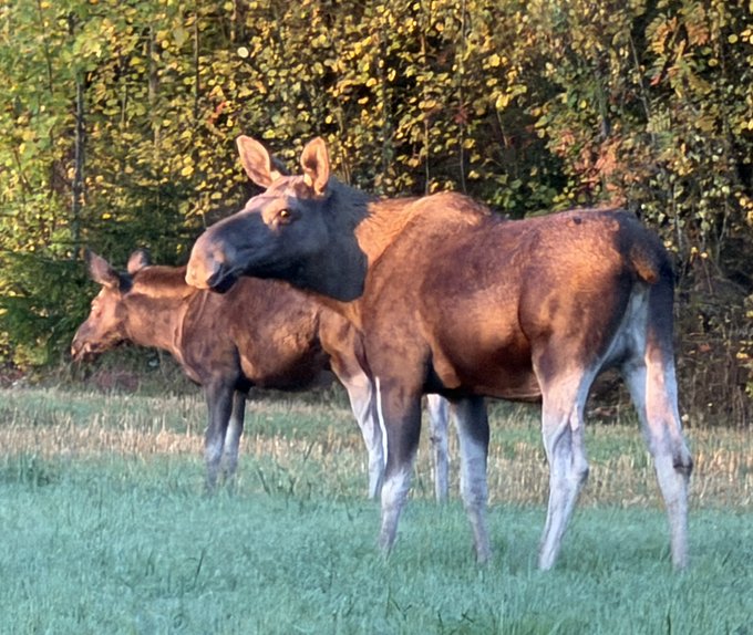 Two moose, an adult and a calf, stand together in a grassy field with green leafy trees in the background.