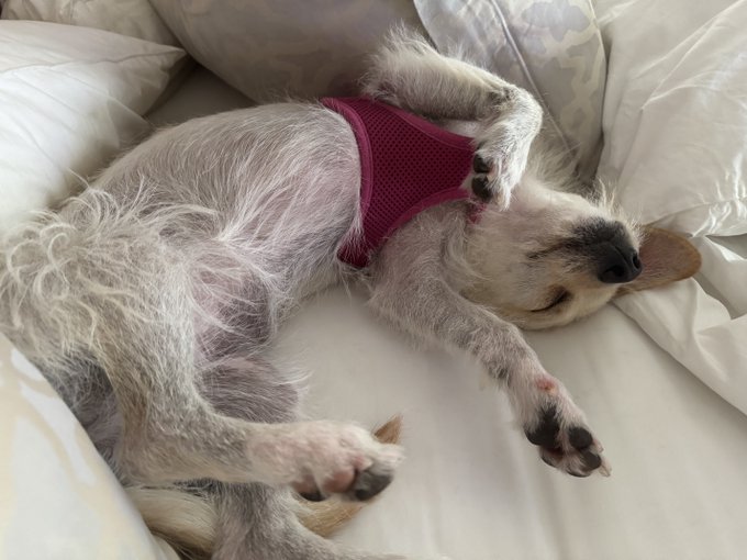 A scruffy white dog lies upside down on white pillows, wearing a maroon mesh harness, completely relaxed. The image humorously fits the post's meme comparing an unbothered dog's carefree pose to "Floki" (Elon Musk's dog) holders shrugging off market hype.