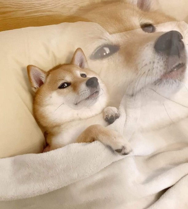The image features a cute Shiba Inu dog lying down on a bed, with its head resting on a pillow. The dog appears to be looking at something or someone behind it, possibly another dog or an owner taking a photo of them. The background is blurred and out of focus, drawing attention to the dog in the foreground.