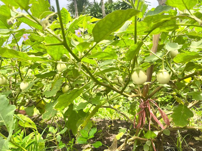 A close-up view of a garden with green leafy plants bearing small, white, egg-shaped fruits, supported by wooden stakes.