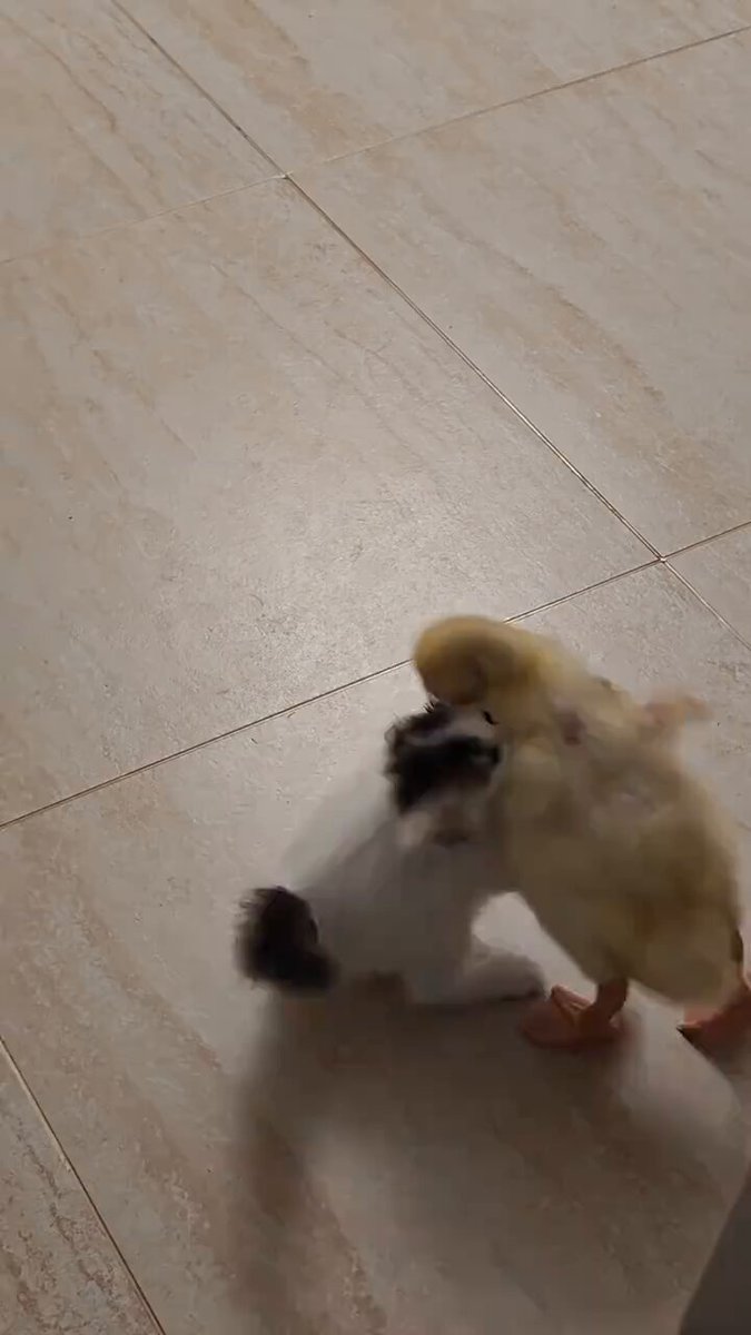 The image features a cat and a duck playing together, with both animals sitting or standing on a tiled floor. The cat appears to be a black and white feline, while the duck has a yellow coloration. They seem to be enjoying each other's company as they engage in playtime.