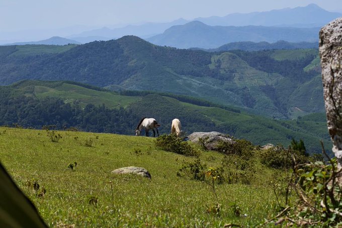 Two horses graze peacefully on a lush green mountain ridge, with misty rolling hills stretching into the distance beneath a clear blue sky.

The image perfectly complements the post's relaxed Monday mountain getaway vibe, capturing the fresh air ("không khí trong lành") and tranquil scenery the author is enjoying before returning to work and the markets.
