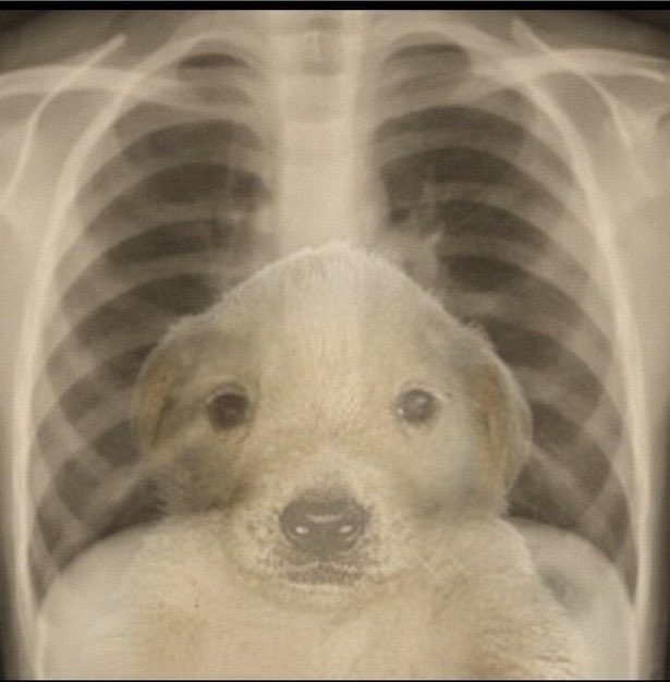 A humorous, slightly edited photo of a golden retriever puppy posed in front of an X-ray showing a ribcage, making the puppy look comically giant compared to the 'skeleton.'