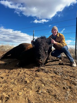 A man in a yellow jacket and beanie kneels behind a large dark animal, likely a bison or musk ox, lying on dirt near a wire fence.