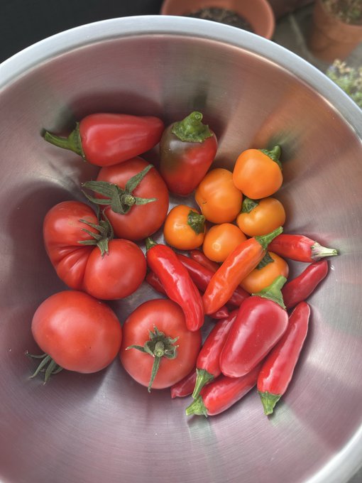 A metal bowl overflows with freshly picked red and orange peppers and tomatoes from a home garden, capturing the rustic charm that would fit right in with grandma's classic Facebook gardening photos.