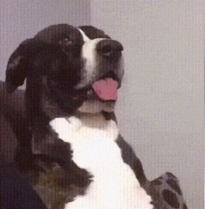 iced coffee with a white foam top, black and white dog with tongue out, and blurred background of a white wall.