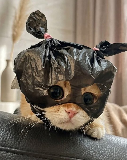 A ginger cat has a black plastic bag tied over its head with two knot "ears," creating a funny costume. The image humorously visualizes the patience (and silliness) of "waiting for the $ANSEM airdrop" before saying goodnight.