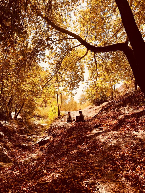 Two silhouetted figures sitting together on a hillside covered in fallen autumn leaves, surrounded by trees with golden-yellow foliage bathed in warm sunlight.