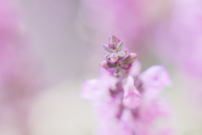 A close-up macro photograph of delicate pink flower buds with a soft, dreamy bokeh background.