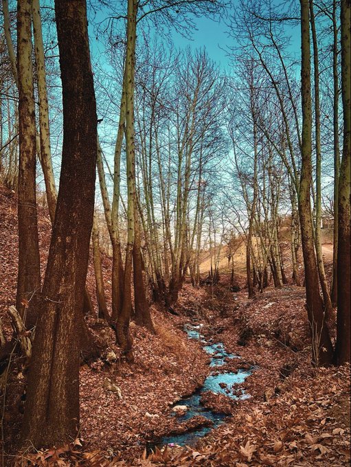 Scenic photograph of a small stream winding through a forest of bare winter trees, with brown fallen leaves covering the ground under a blue sky.