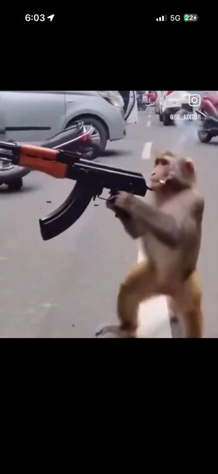 A viral video screenshot showing a monkey standing upright on a street and holding what appears to be a rifle, with cars parked in the background. The screen displays a time of 6:03 and the Instagram handle '@SL_EDITOR'.