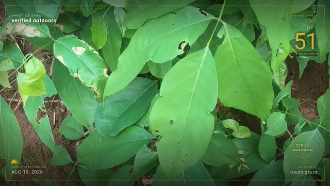 A nature image showing large green leaves with several holes, styled with a 'verified outdoors' overlay indicating 'CURRENT STREAK DAY 51' and 'TOUCH GRASS' with the date 'AUG 19, 2026'.