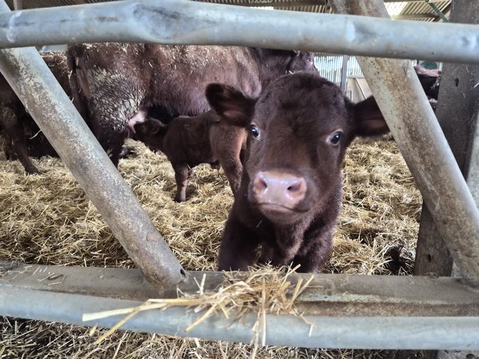 A close-up photograph of a small brown calf looking directly at the camera from behind a metal gate, standing on hay in a barn alongside an adult cow.