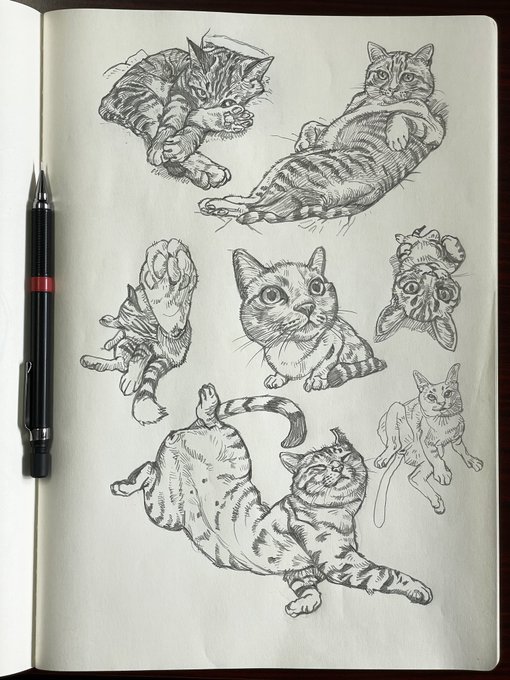 A black pen rests on an open sketchbook page featuring detailed pen-and-ink drawings of various cats in different playful poses, including stretching, rolling, and looking directly at the viewer.
