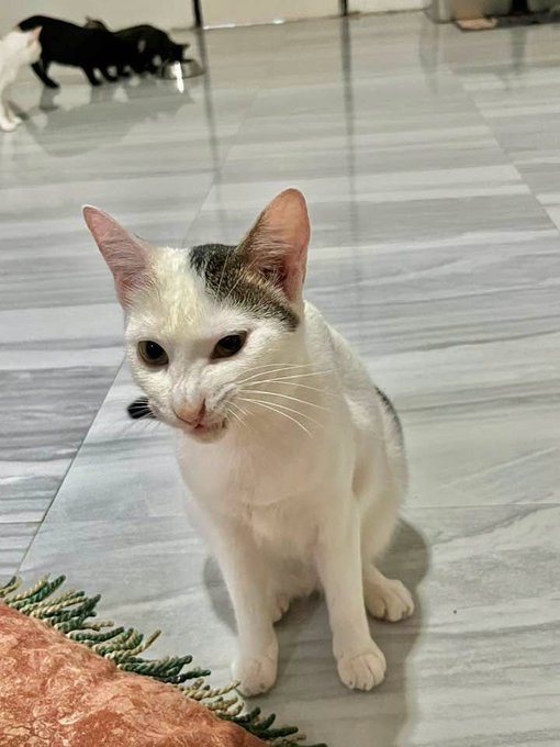 A white cat with tabby markings on its head sits attentively on a tiled floor, gazing directly at the camera, while two other cats (one black, one white) lounge together in the background. The image pairs with a post touting "real compute infra" and the ticker "$YAP," playfully using the cats' quiet, watchful demeanor as a metaphor for understated infrastructure reliability.