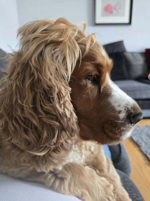 A close-up photograph of an English Cocker Spaniel with golden wavy fur, shown in profile with a serene expression, sitting on what appears to be a couch with framed art visible in the background.