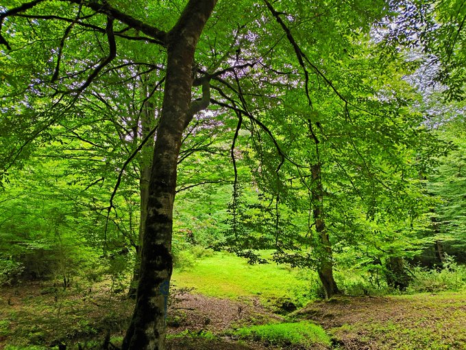 A lush green forest scene with tall trees and dense foliage on a bright day.