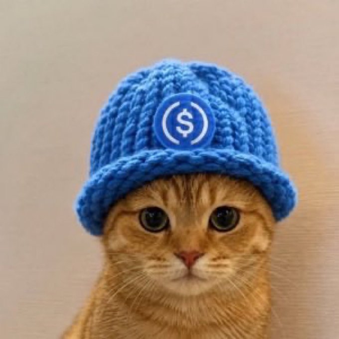 Close-up photo of an orange tabby cat wearing a blue knitted beanie featuring a dollar sign ($) emblem.