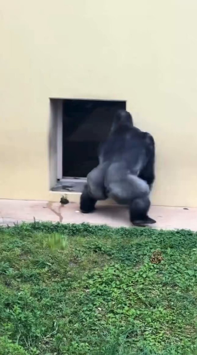 The image shows a gorilla standing outside, looking into an open window with its back turned towards the camera. The gorilla appears to be contemplating its life or possibly considering selling the house where it currently resides. The caption of the image reads "a recorded clip of a crypto degen contemplating his life after telling the wife that he sold the house to buy a bored ape:".