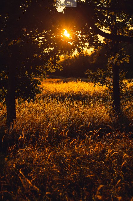 The image features a serene sunset over a field with tall grasses. The sun is setting behind two trees, casting long shadows across the scene. The sky above is painted in warm hues of orange as the sun sets, creating a beautiful backdrop for the landscape. In the foreground, there are two people standing near each other, possibly enjoying the view or capturing it on camera.