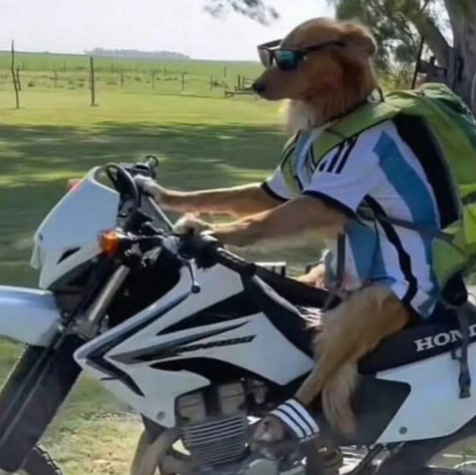 A golden retriever dog wearing sunglasses and a striped sports jersey, riding a white Honda motorcycle on grass.
