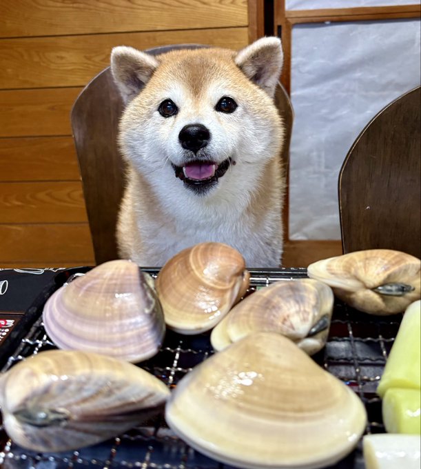 A happy Shiba Inu sits at a table behind a tray of fresh clams ready to be grilled, looking directly at the camera with a cheerful, eager expression—as if excited about the upcoming meal.