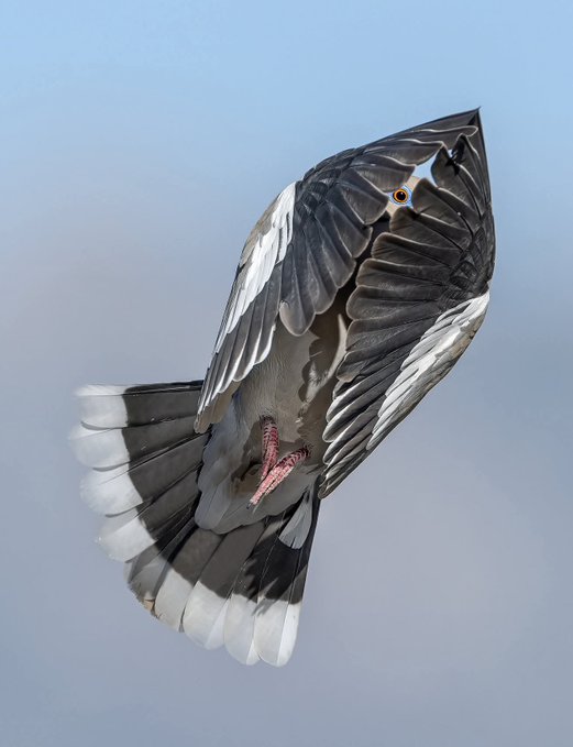 The image shows a bird with its wings spread wide, flying through the air against a blue sky background. The bird's wings are white and black, and it has a red beak. The photo captures the bird from below, giving us an interesting perspective on its flight pattern.