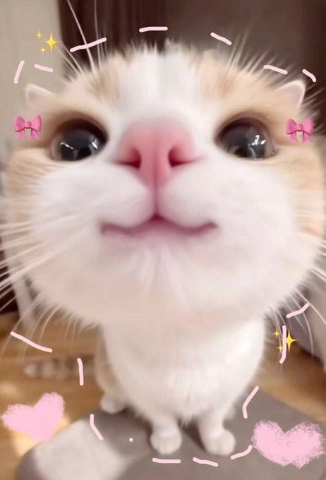 The image features a cute cat with white fur and pink ears, looking directly at the camera while sitting on a gray surface. The cat has two pink bows on its head, adding a playful touch to its appearance. The background of the photo is blurred, drawing attention to the cat as the main subject.