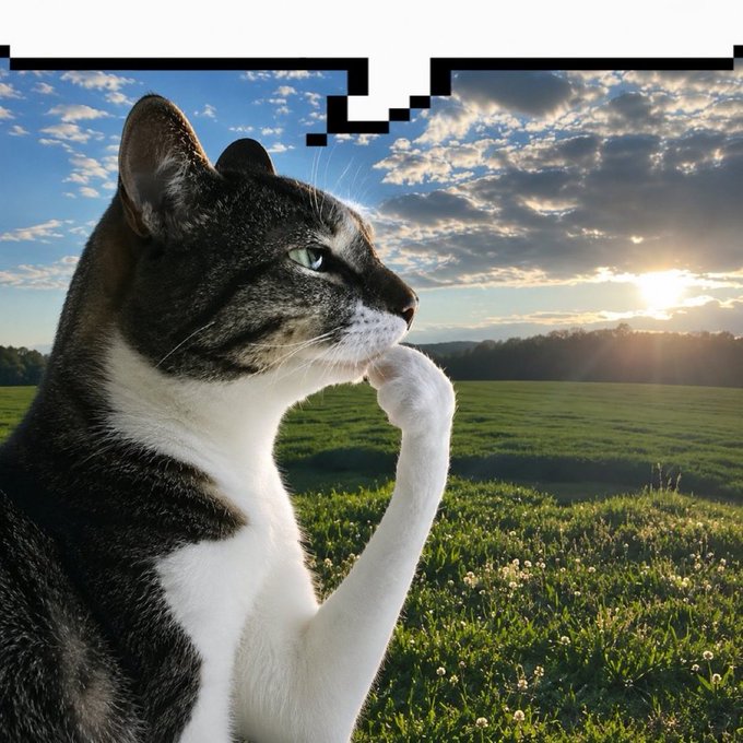A black and white cat with pixelated sunglasses drawn on top of its head, appearing to pose thoughtfully in a green field with a sunlit cloudy sky at sunset in the background.