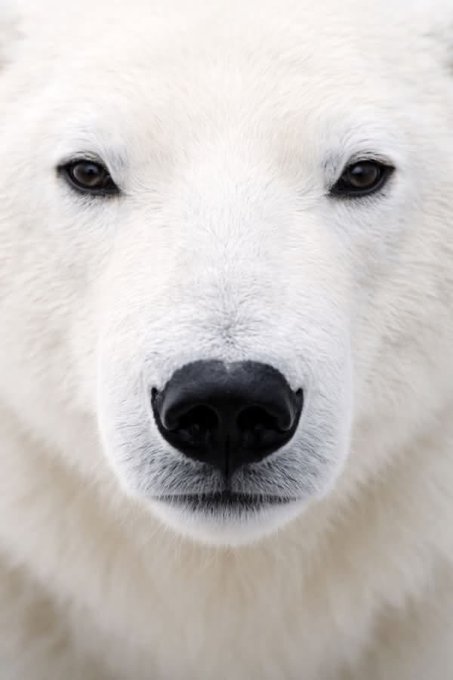 A close-up portrait photograph of a polar bear's face, showing its white fur, dark eyes, and black nose against a white snowy background.