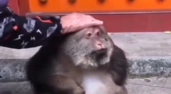 A fluffy monkey with a pink cap on its head is having its head patted by someone wearing a patterned shirt, set against an orange wall. The image humorously illustrates the "useless" meme, suggesting the crypto token USELESS has been beaten down but might be a good bargain buy at ~0.135.