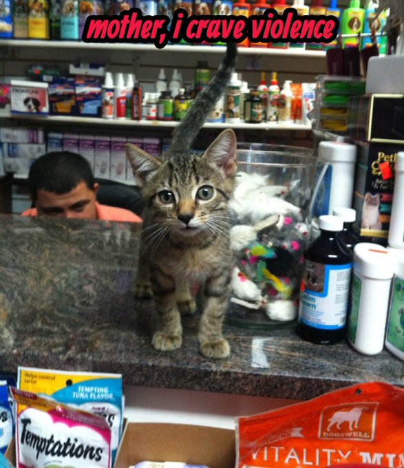 A brown tabby kitten stands on a store counter with its tail raised, while a person crouches behind it; red text across the top reads 'mother, i crave violence'.
