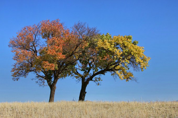 Two autumn trees with orange and yellow foliage stand against a clear blue sky atop a field of golden grass, capturing the seasonal transition depicted in the Tezos NFT artwork "Autumn."