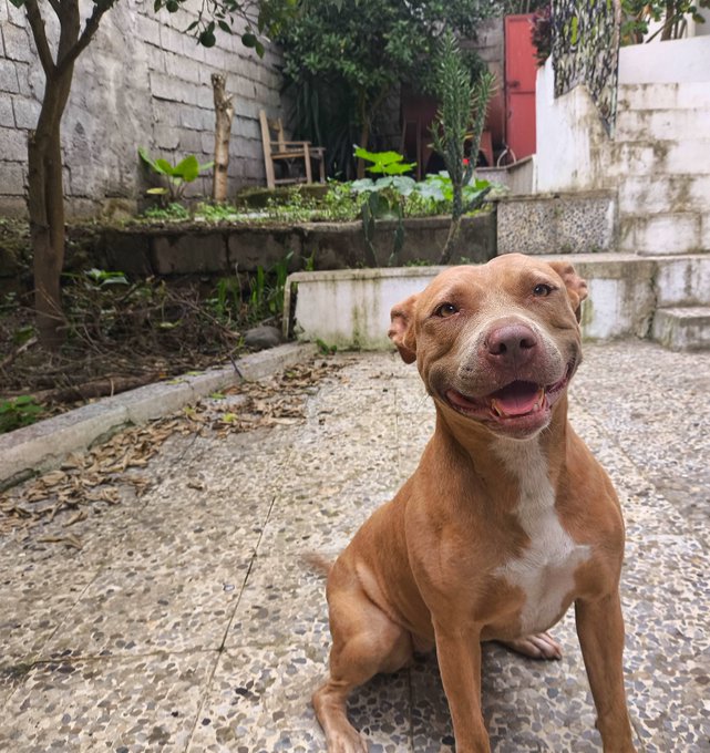 A tan and white pit bull-type dog smiling happily while sitting on a stone pathway in a garden setting.
