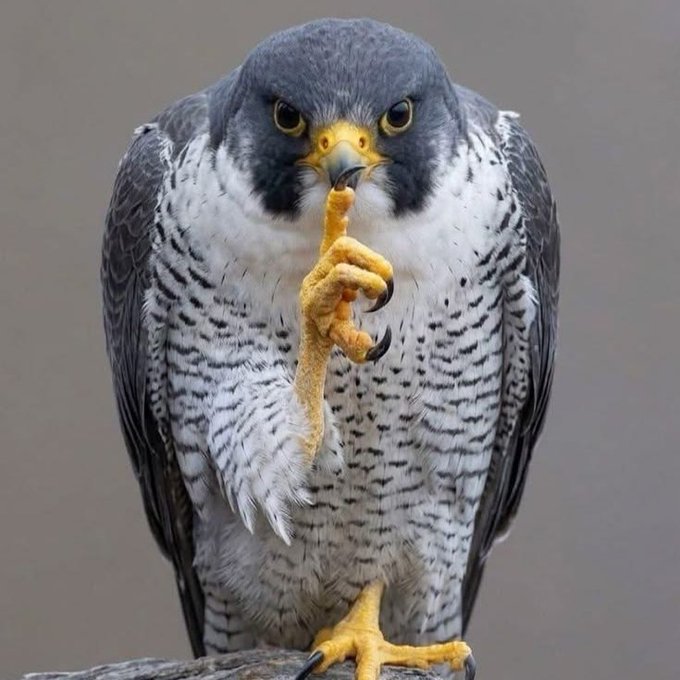 A peregrine falcon with piercing eyes raises a clawed talon to its beak in a contemplative "shushing" pose, paired with a "gm robinhood chain time to boss up" caption where the bird's bold, commanding stare mirrors the "boss up" energy of the message.
