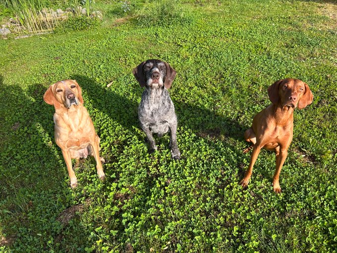 The image features three dogs sitting together on a grassy field, all facing different directions. One dog is brown, one is black, and another is tan. They are positioned next to each other, with their heads tilted slightly towards the camera. The background of the photo shows a green lawn, which provides a natural setting for the scene.

The image also includes text that reads "My dogs when I show them what @Backpack is cooking with real stocks on chain The future has never been brighter Modern finance is just beautiful". This message seems to be related to the post about the dogs and their owner's cooking, possibly suggesting a connection between the dogs' presence in the image and the content of the post.