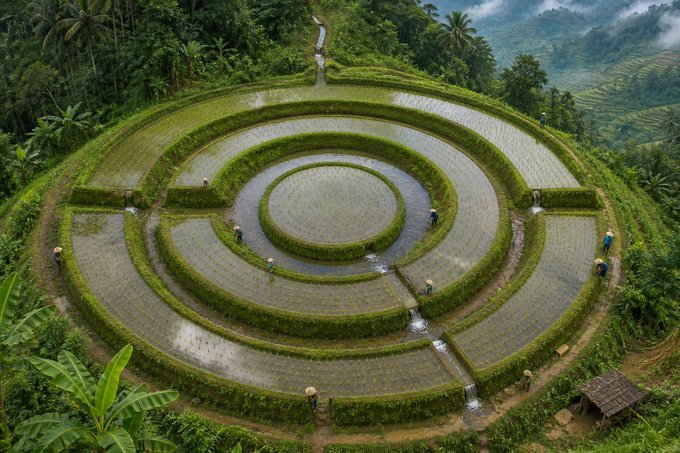 An aerial view of a stunning circular, terraced rice paddy surrounded by lush green tropical vegetation, with farmers working in the flooded fields.