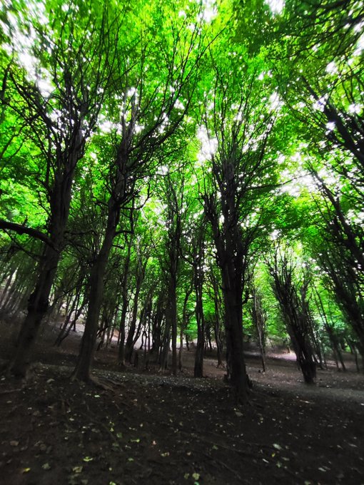 A wide-angle photograph of a lush green forest with tall trees reaching skyward, their dense canopy filtering sunlight onto the forest floor below.