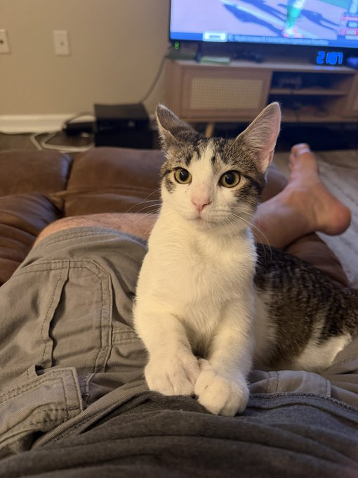 A white and tabby kitten sits on a person's lap wearing grey cargo shorts, with a TV displaying '2:07' visible in the background.