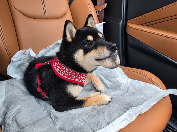 An adorable black and tan Shiba Inu puppy wearing a red and white patterned harness, sitting on a white pad on a tan leather car seat.