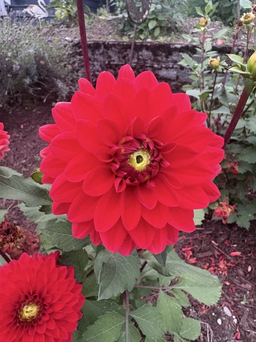 A close-up photograph of vibrant red dahlia flowers in full bloom, with the main flower prominently displayed in the center surrounded by green foliage and other buds.